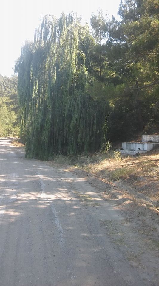 Soma Söğütçük Köyü Resimleri 1