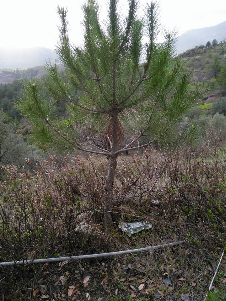 Antalya Alanya Şıhlar Köyü Resimleri 13