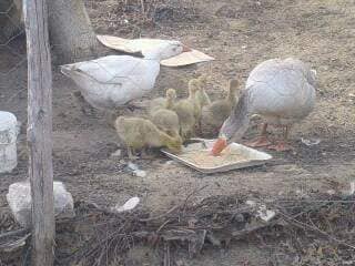 Soma Sultaniye Köyü Resimleri 4