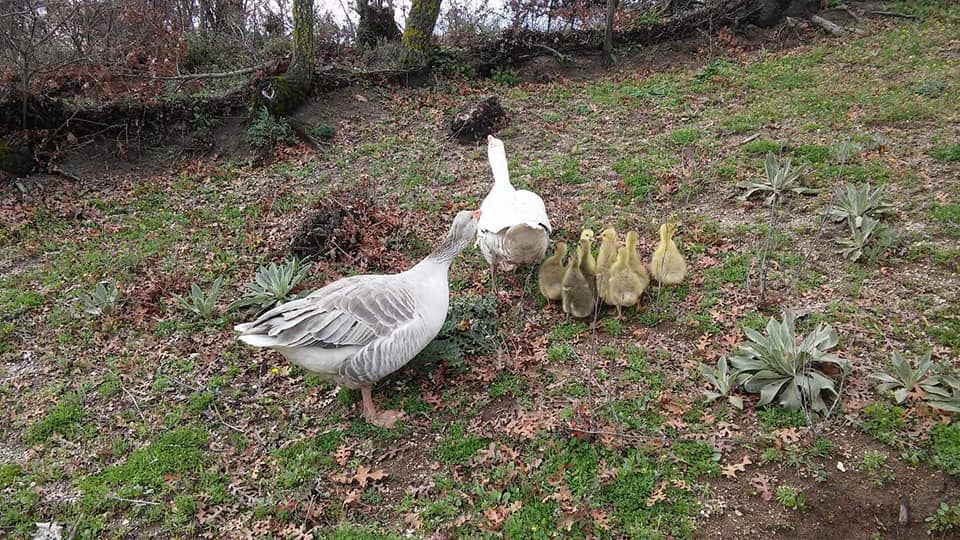 Soma Sultaniye Köyü Resimleri 5