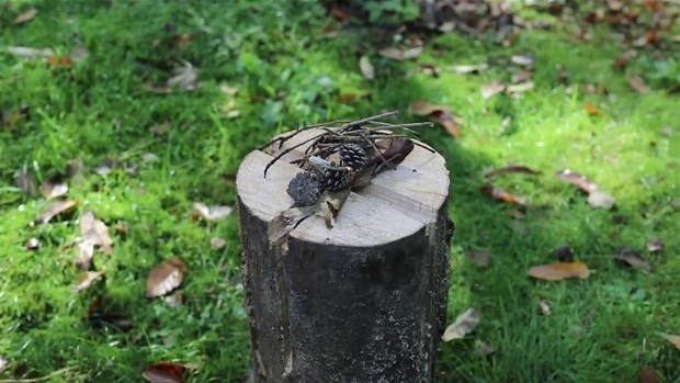 Ağaç Kütüğünden Öyle Bir şey Yaptı ki... 23