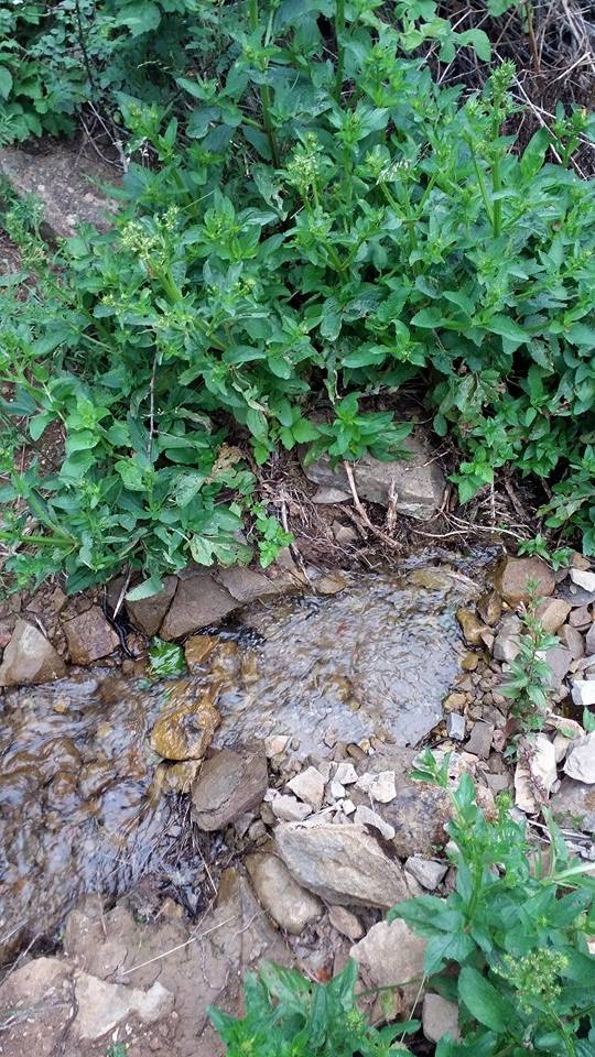 Giresun Alucra Fevzi Çakmak Köyü Reimleri 30