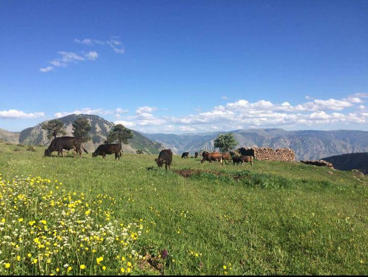 Uzundere Dikyar Köyü Resimleri 4