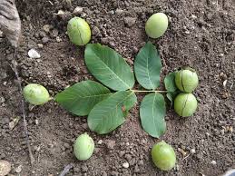 Göynük Arızlar Köyü Resimleri 6