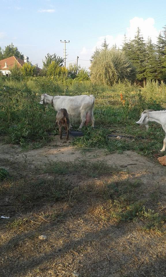 Antalya Elmalı Beyler Köyü Resimleri 1