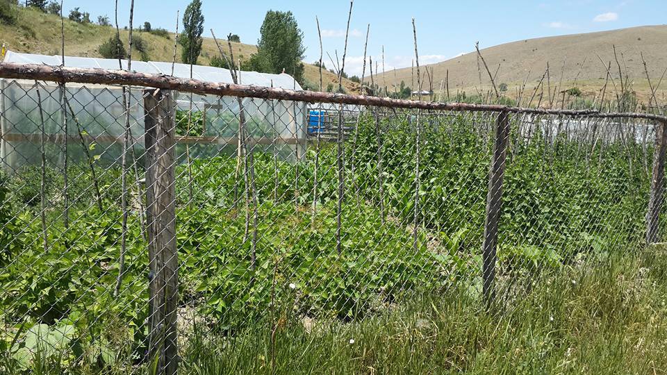 Kelkit  Doğankavak  Köyü Resimleri 2