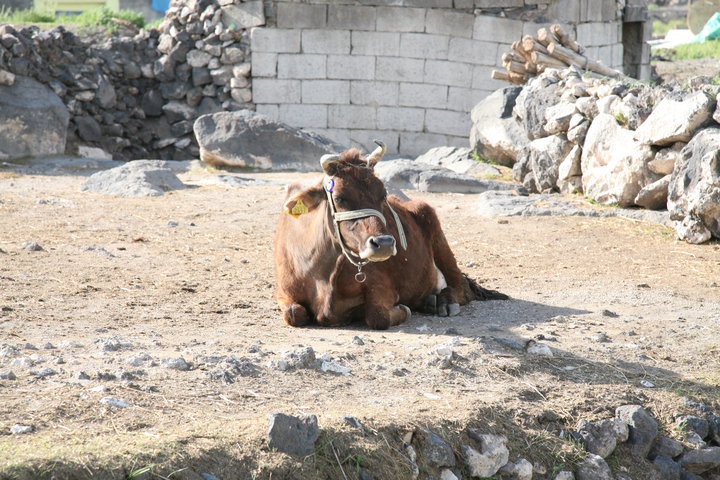 Ağrı Doğubeyazıt Bardaklı Köyü Resimleri 22