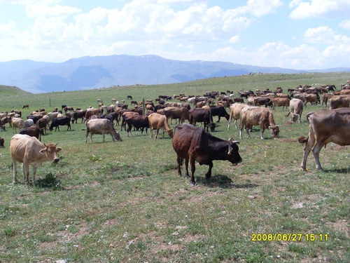 Yakutiye Güzelova Köyü Resimleri 3