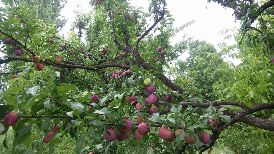 Antalya Elmalı Eskihisar Köyü Resimleri 14