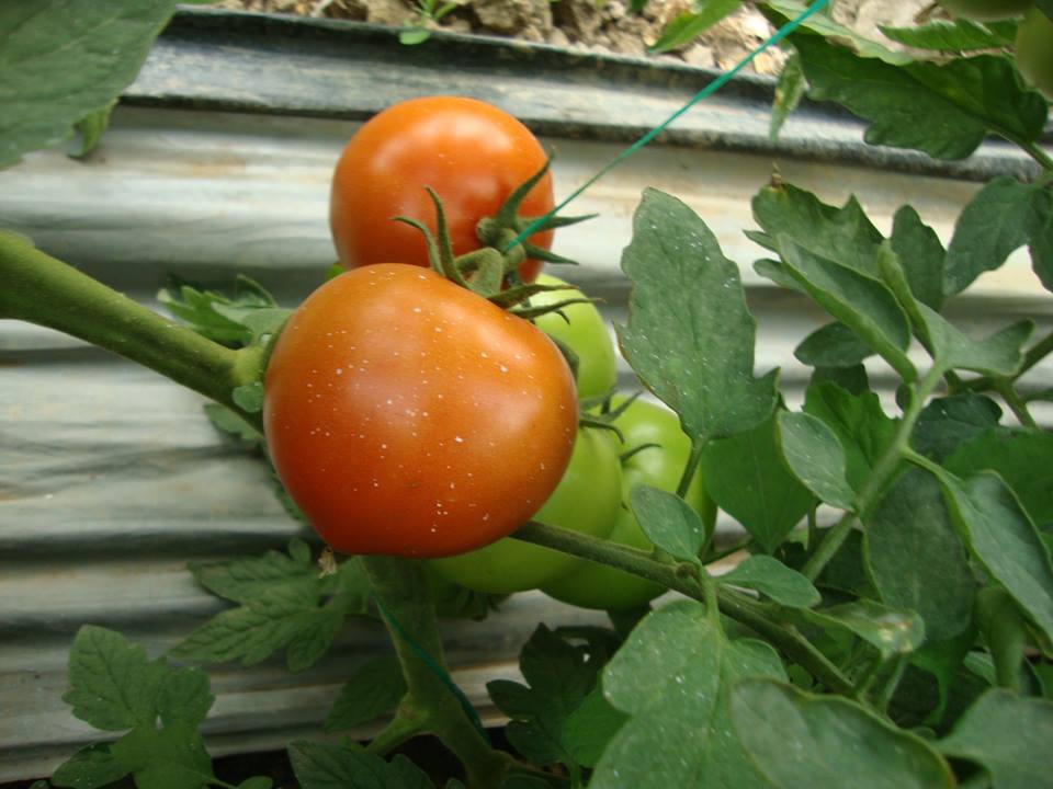 Antalya Elmalı Eskihisar Köyü Resimleri 19