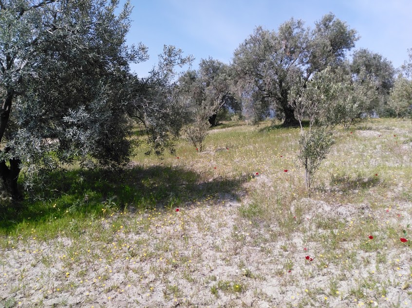 Şehzadeler Bayındırlık Köyü Resimleri 1