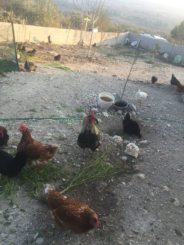 Şehzadeler Çamköy Köyü Resimleri 2