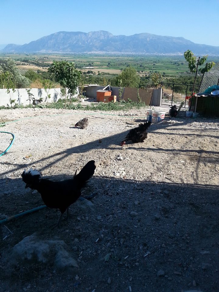 Şehzadeler Çamköy Köyü Resimleri 5