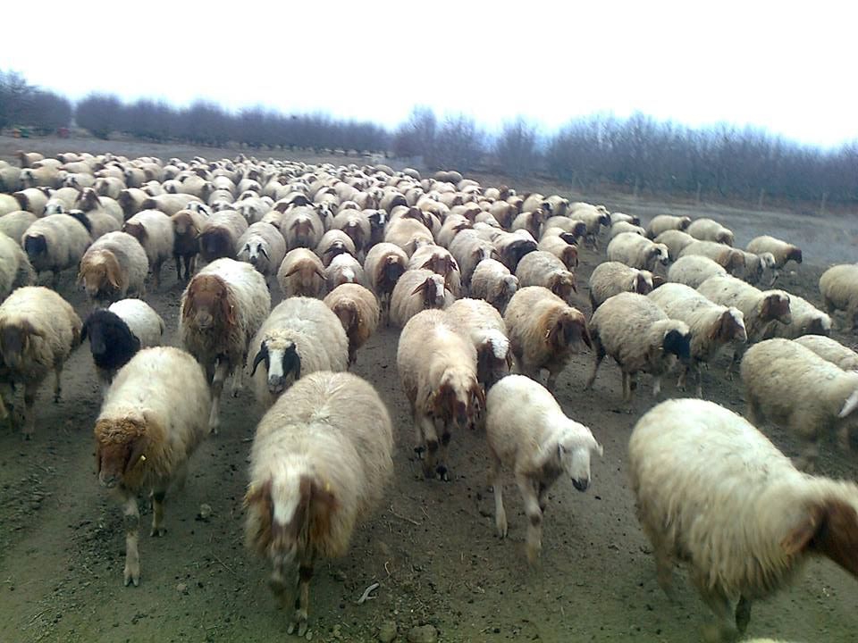 Antalya Elmalı Eymir Köyü Resimleri 2