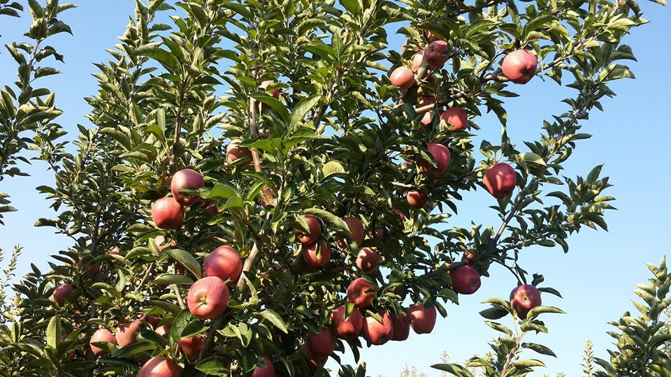 Antalya Elmalı Eymir Köyü Resimleri 5