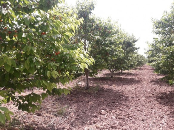 Şehzadeler Dilşeker Köyü Resimleri 2