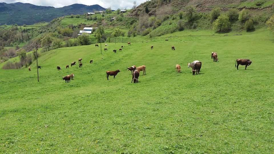 Kelkit  Şenköy  Köyü Resimleri 1