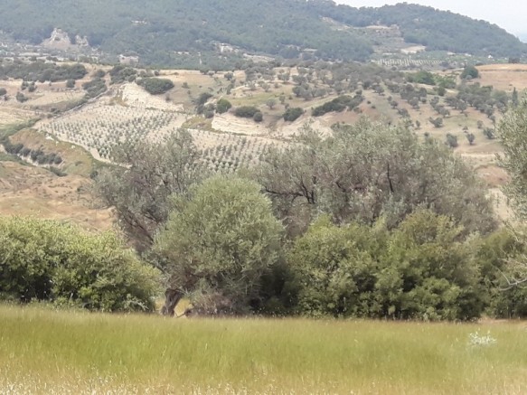 Şehzadeler Peker Köyü Resimleri 1