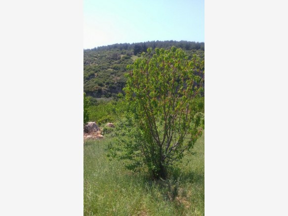 Şehzadeler Şancaklıiğdecik Köyü Resimleri 2