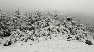 Mengen Ağacalar Köyü Resimleri 2