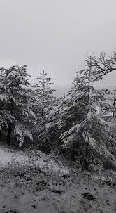 Mengen Ağacalar Köyü Resimleri 3