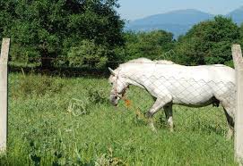 Mengen Ağalar Köyü Resimleri 3