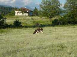 Mengen Aktepe Köyü Resimleri 1