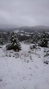 Mengen Aktepe Köyü Resimleri 2