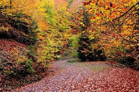 Mengen Banaz Köyü Resimleri 5