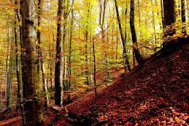 Mengen Banaz Köyü Resimleri 7