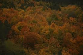 Mengen Başyellice Köyü Resimleri 2