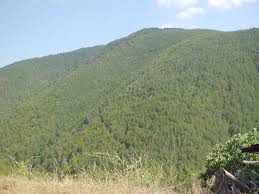 Mengen Başyellice Köyü Resimleri 5