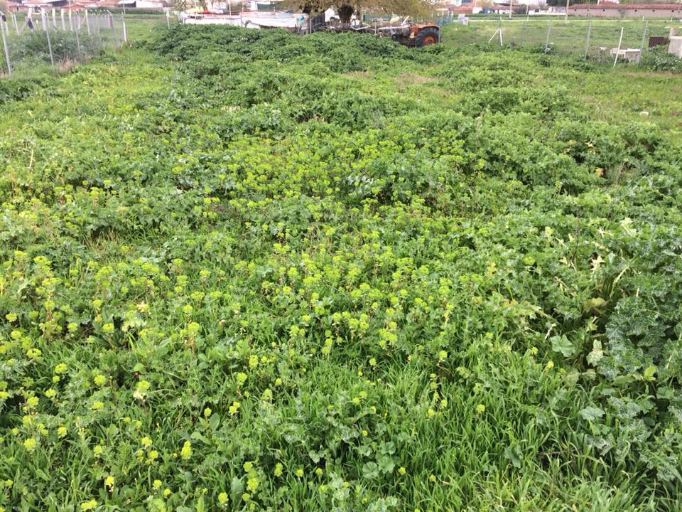 Şehzadeler Tilkisüleymaniye Köyü Resimleri 1