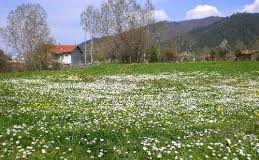 Mengen Bölükören Köyü Resimleri 1