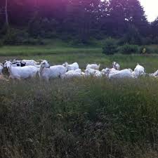 Mengen Bürnük Köyü Resimleri 7