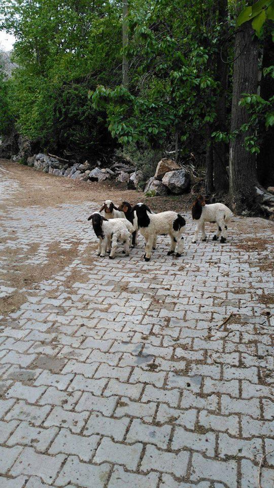 Antalya Elmalı Gümüşyaka Köyü Resimleri 24