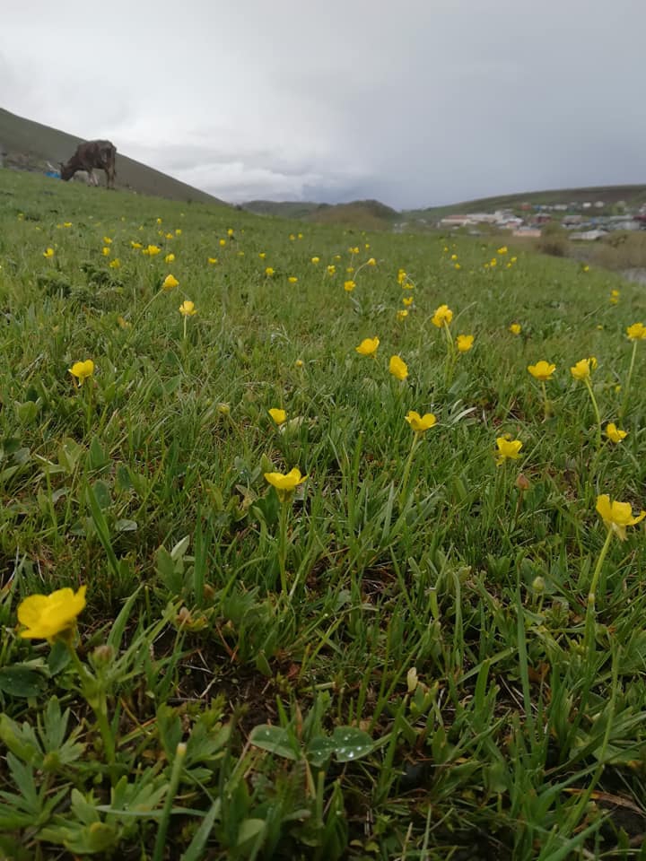 Göle Balçeşme Köyü Resimleri 1