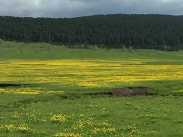 Göle Çakırüzüm Köyü Resimleri 1