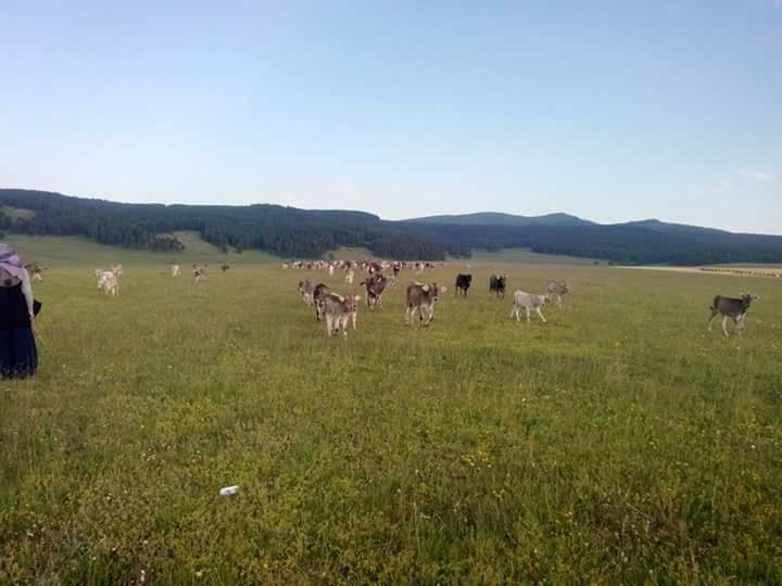 Göle Çakırüzüm Köyü Resimleri 10