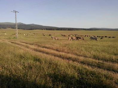 Göle Çakırüzüm Köyü Resimleri 5