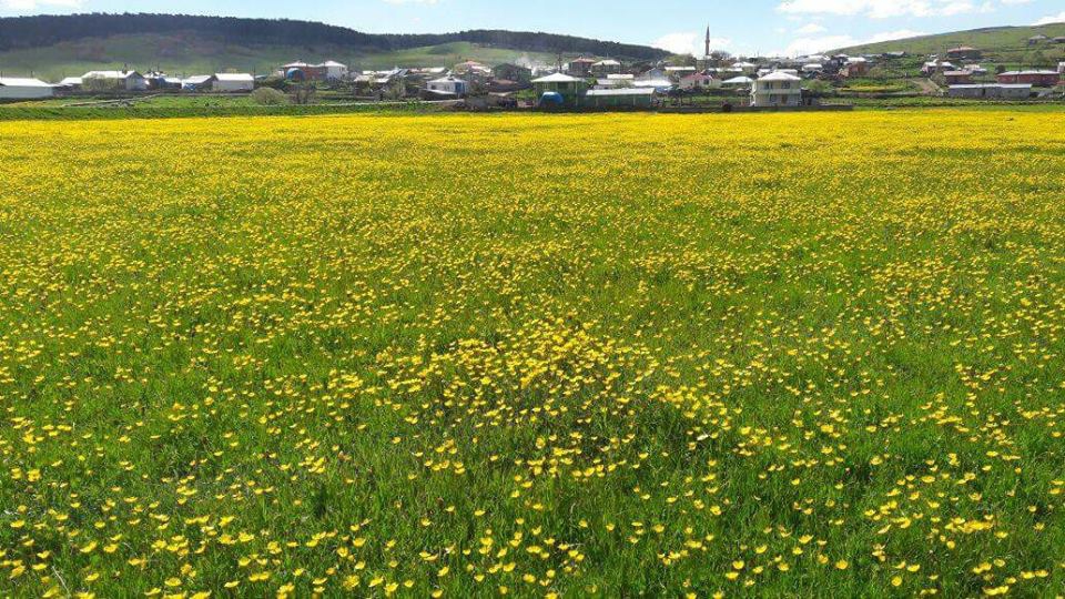 Göle Çakırüzüm Köyü Resimleri 8