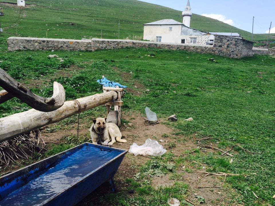 Göle Damlasu Köyü Resimleri 11