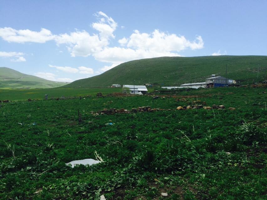 Göle Damlasu Köyü Resimleri 2