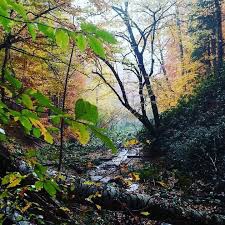 Mengen Hayranlar Köyü Resimleri 4