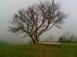 Mengen Hayranlar Köyü Resimleri 5