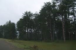 Mengen İlyaslar Köyü Resimleri 10