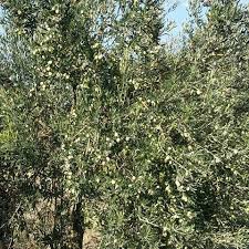 Mengen İlyaslar Köyü Resimleri 8