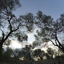 Mengen İlyaslar Köyü Resimleri 9