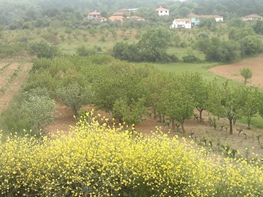 Turgutlu Ayvacık Köyü Resimleri 1