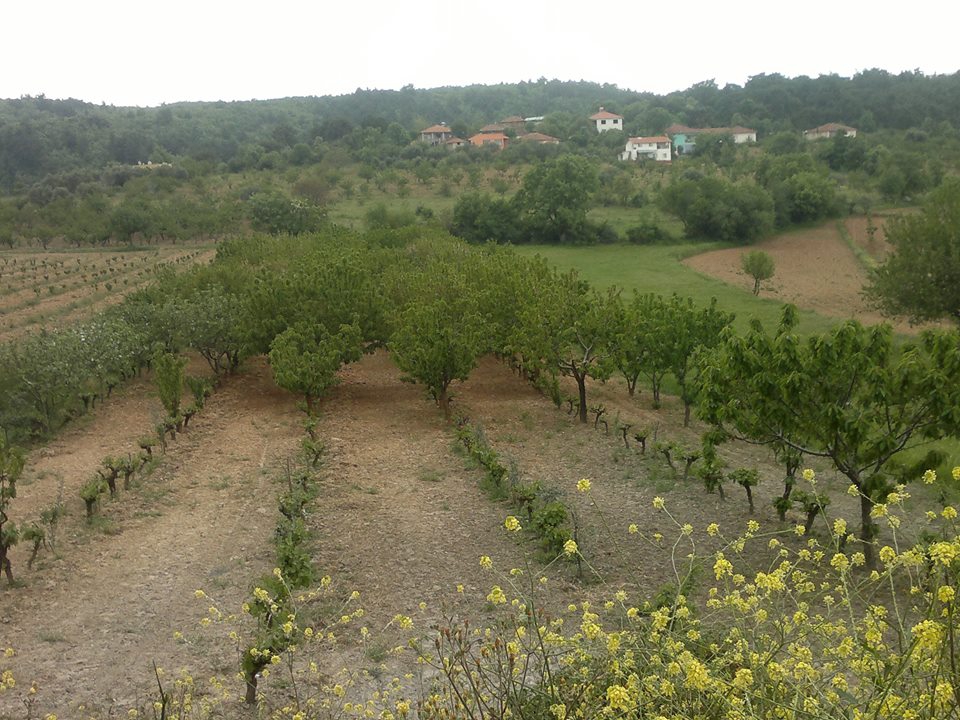 Turgutlu Ayvacık Köyü Resimleri 2
